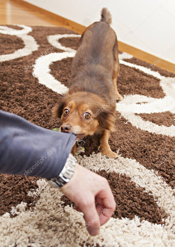 brown dog biting a human arm