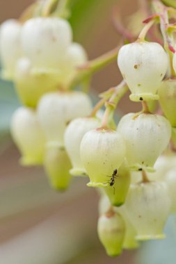 sevimli şekli ve bir karınca ile çiçekler