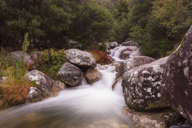 ormanın derinliklerinde akan şelale ile vahşi nehir