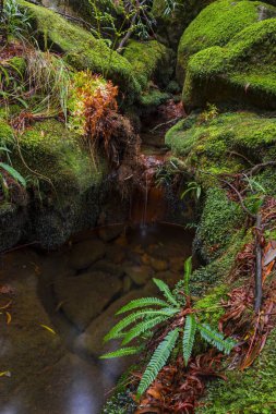Ormanda küçük bir şelale