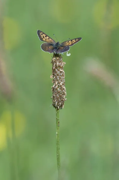 Chauffage papillon jaune sur plante sèche — Photo