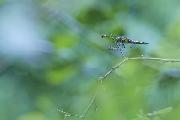 Yellow dragonfly resting on a tree branch — Stock Photo, Image