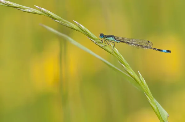 Modrá Motýlice spočívající na zelené byliny — Stock fotografie