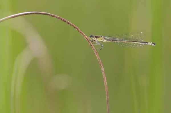 Зеленая муха отдыхает на сухой траве — стоковое фото