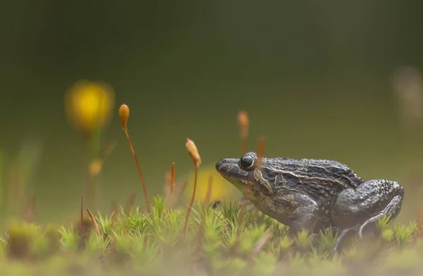 Brown frog in the swamp — Stock Photo, Image