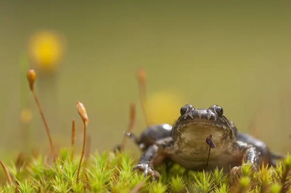 Bataklıkta kahverengi kurbağa