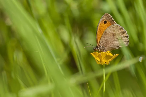 Oranger Schmetterling ernährt sich von gelber Blume — Stockfoto