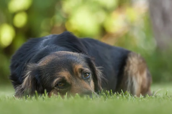 Siyah bir köpeğin portresi.
