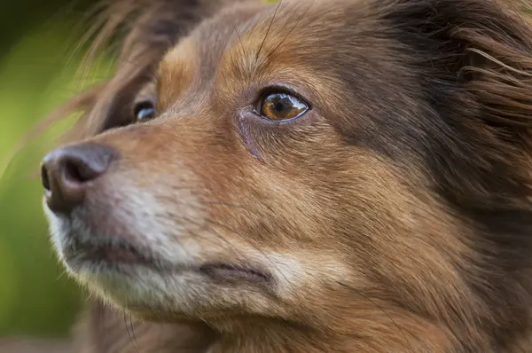 Retrato de un perro marrón —  Fotos de Stock