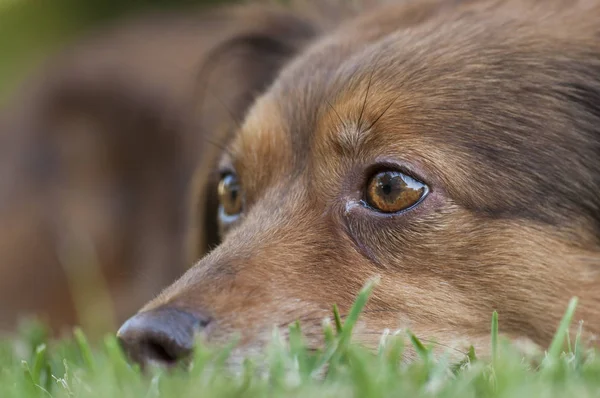 Retrato de un perro marrón —  Fotos de Stock