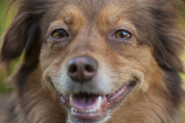 Retrato de un perro marrón —  Fotos de Stock