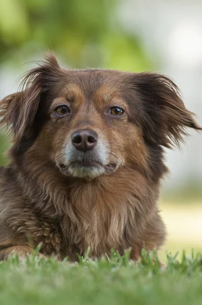 Kahverengi bir köpeğin portresi