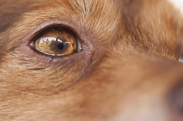 Το μάτι του ένα καφέ σκυλί — Φωτογραφία Αρχείου