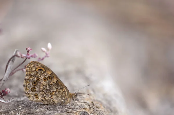 Brown butterfly resting on the top of a rock — Stock Photo, Image