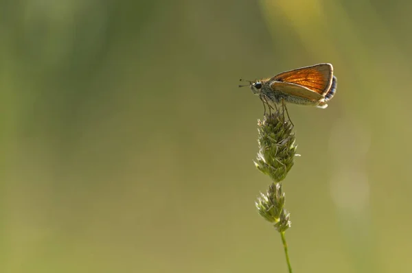 Riscaldamento a farfalla arancione su pianta verde — Foto Stock