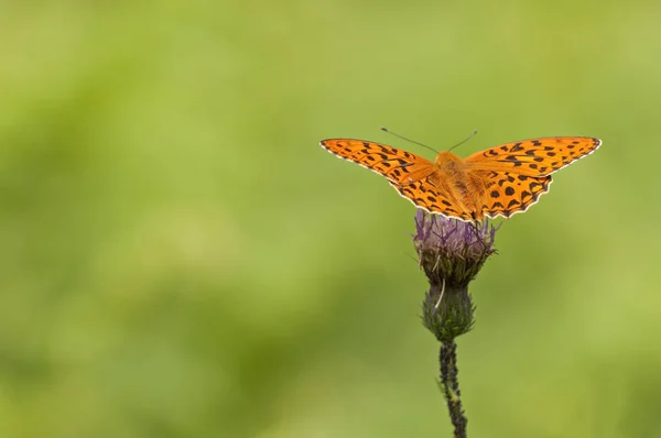 Mariposa naranja alimentándose de flor rosa — Foto de Stock