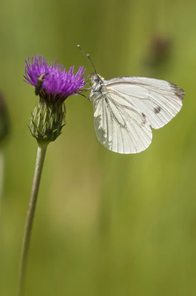 Mariposa blanca alimentándose de flor rosa — Foto de Stock