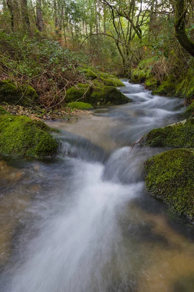 Wilder Fluss, der durch den Wald fließt — Stockfoto
