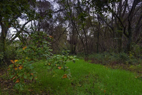 Chêne au milieu de la forêt — Photo