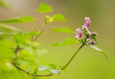 doğa üzerinde pembe kır çiçeği