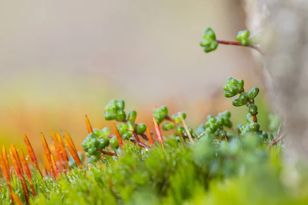 Red flowers between moss — Stock Photo, Image