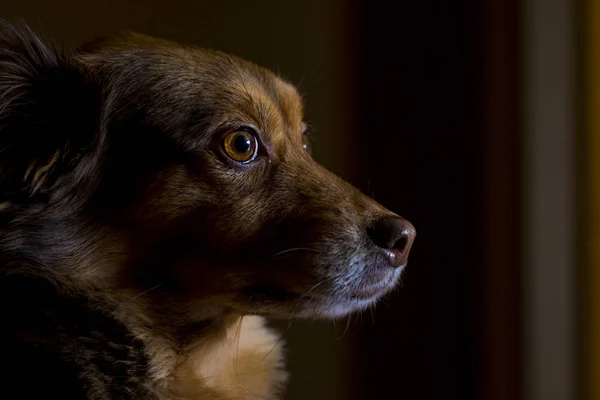 Retrato de perro marrón en casa —  Fotos de Stock