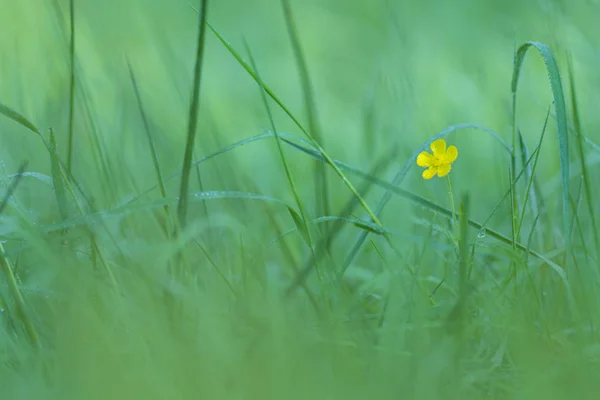 Campo di erbe verdi con fiore giallo — Foto Stock