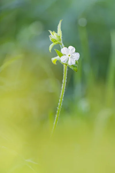 Fiore selvatico bianco sulla natura — Foto Stock