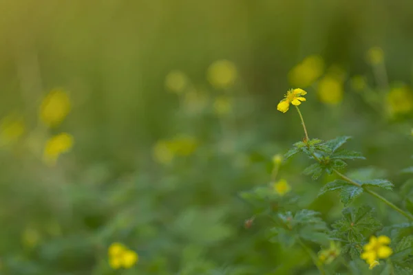 Fiori gialli sulla natura — Foto Stock