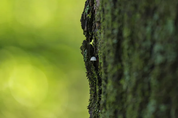 Little white mushrooms on a tree trunk — Stock Photo, Image