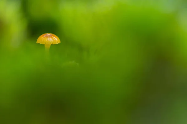 Çimenlerin arasında turuncu mantar