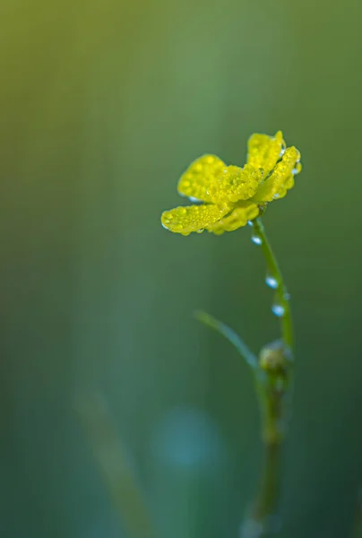 Fiore selvatico giallo con gocce d'acqua — Foto Stock