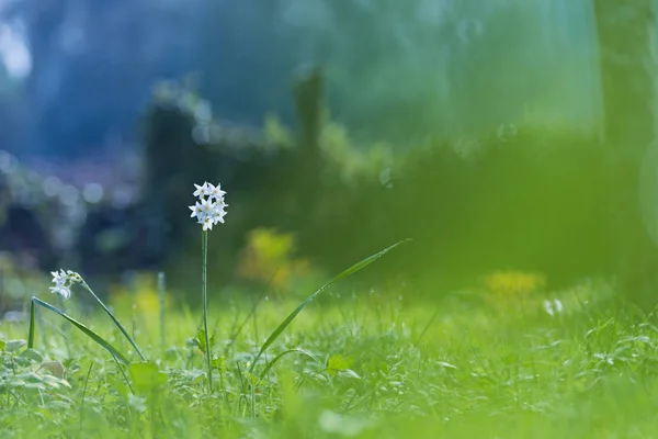 Fiore bianco sulla natura — Foto Stock