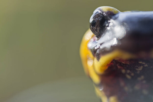 black and yellow salamandra portrait