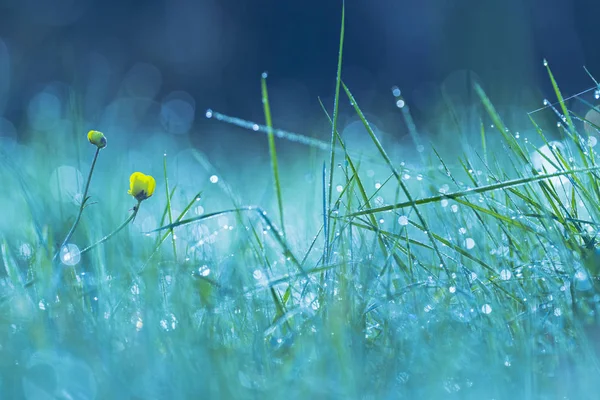 Campo di erba e fiori gialli con gocce d'acqua all'alba — Foto Stock