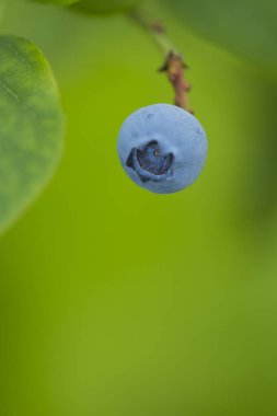 Taze yaban mersini ile bitki