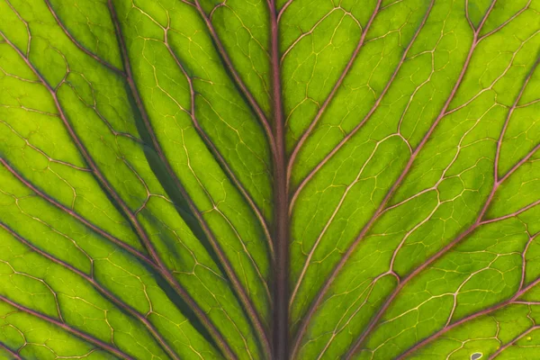 yeşil lahana yaprağı