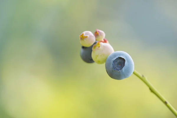 Pianta con mirtilli freschi — Foto Stock