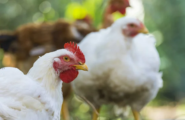 Çiftlikte yürüyen tavuklar