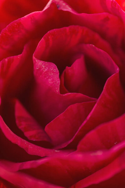 Textures of a pink rose