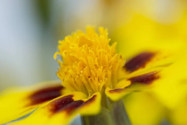 Macro di fiore giallo — Foto Stock