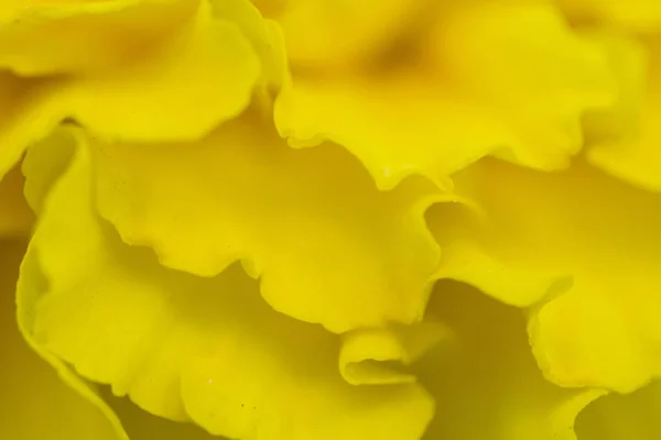 Macro de fleurs jaunes — Photo