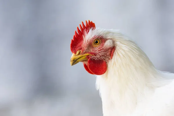 Porträtt av en vit kyckling Stockbild