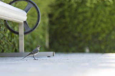 Bir Yüzme Havuzu avcılık böcekler için yanındaki Motacilla alba