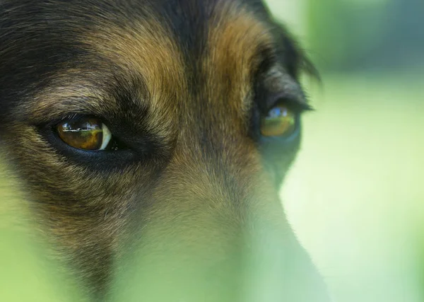 Retrato de un perro marrón —  Fotos de Stock