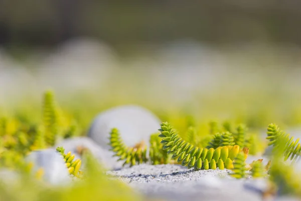 Green and yellow plants growing on the sand of the beach — Stock Photo, Image