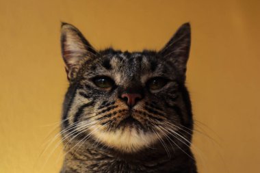 Bellow 'dan düşünceli bir kediye yaklaş