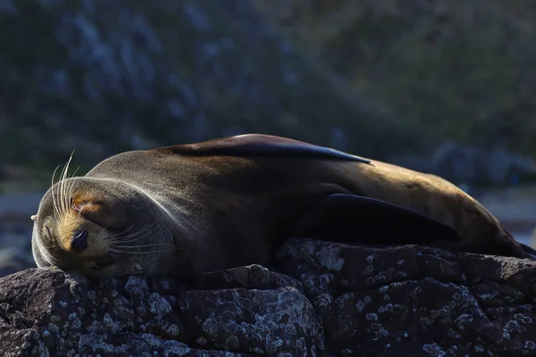 Тюлень-мех отдыхает на скалах — стоковое фото