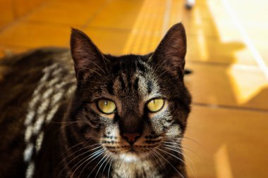 Gizemli kedi Gölgede bak