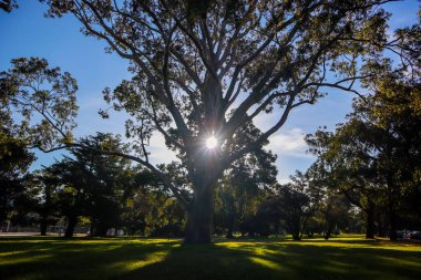 Bir ağacın dallarından süzülen güneş ışığı